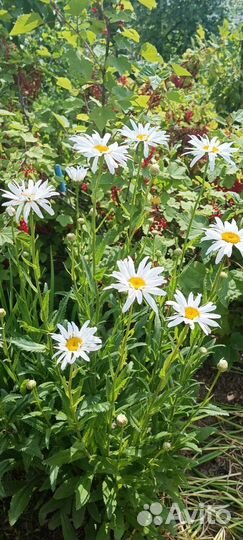 Ромашка садовая крупная