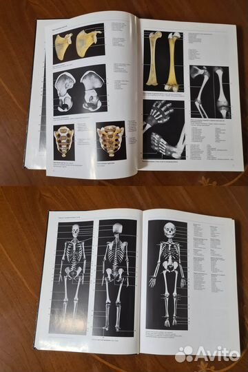 Большой Атлас по Анатомии
