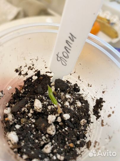 Орхидея дендробиум нобиле и Алоказия Полли