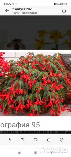 Растения. Комнатные и горшечные цветы