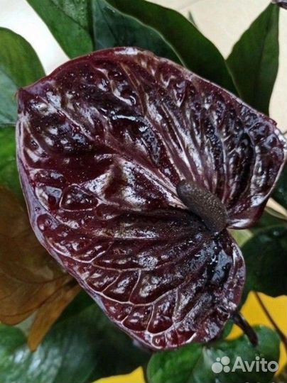 Антуриумы и спатифиллумы silver купидо, Диамант