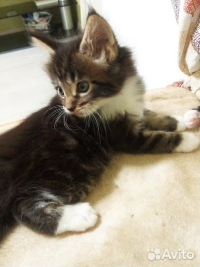 Котята мейн-кун