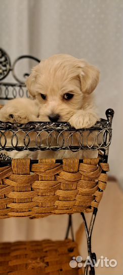 Мальтипу ф1 мини