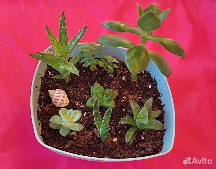 Суккулентный садик