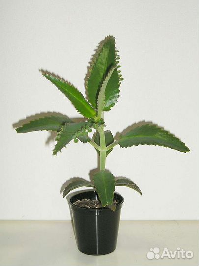 Каланхоэ лечебное