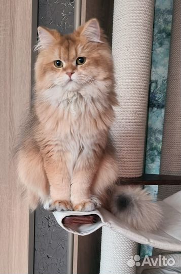 Золотая британская девочка