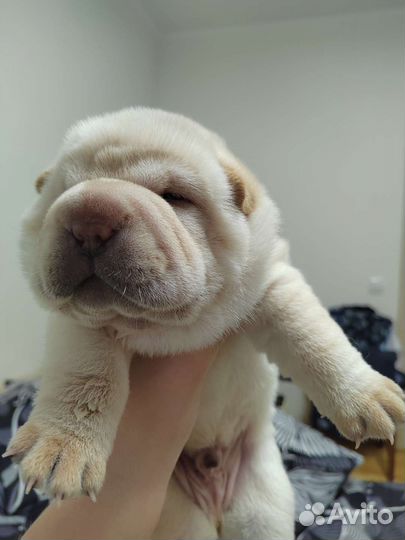 Щенки шарпея