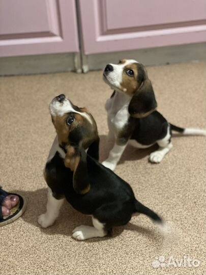 Щенки бигль