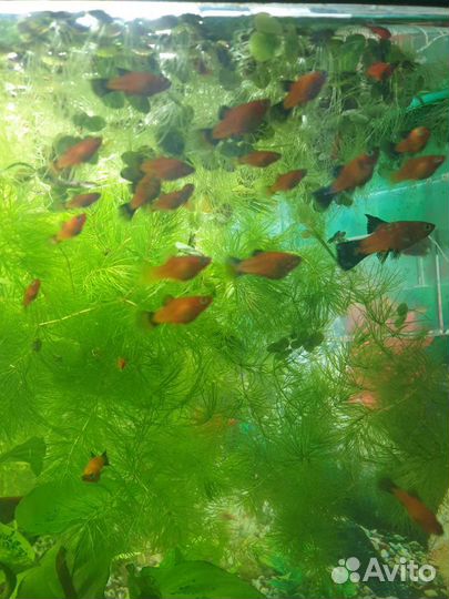 Пецилии. Таракатум