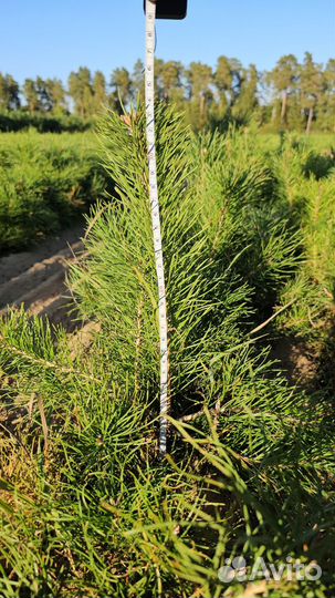Саженцы сосны обыкновенной окс