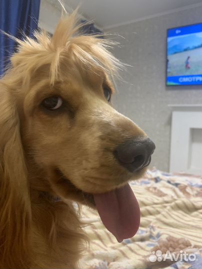 Вязка Английский кокер спаниель