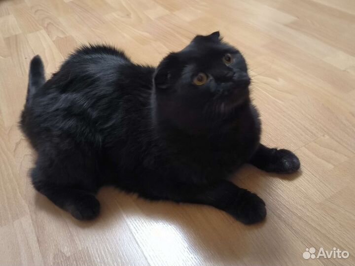 Шотландский вислоухий кот