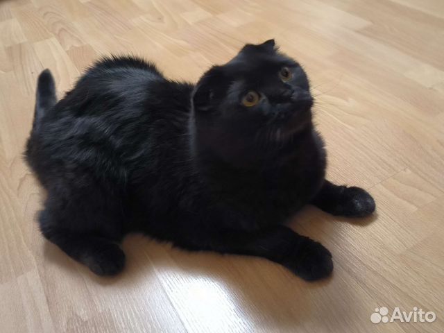 Шотландский вислоухий кот