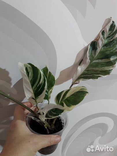 Марантовые