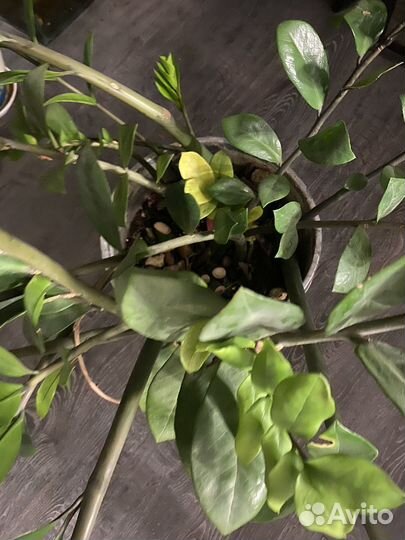 Замиокулькас