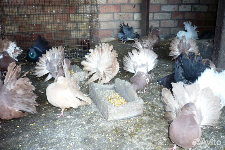 Голуби-Павлины