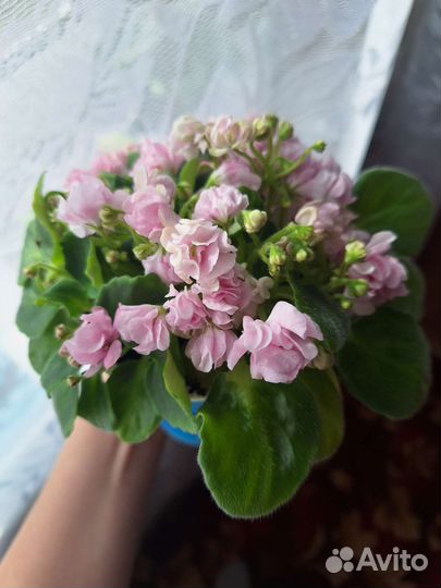 Фиалка-трейлер