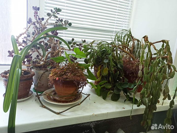 Комнатные цветы бесплатно