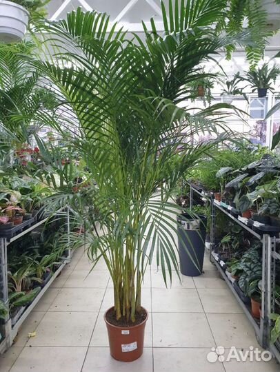 Пальма арека дипсис lutescens 200 см