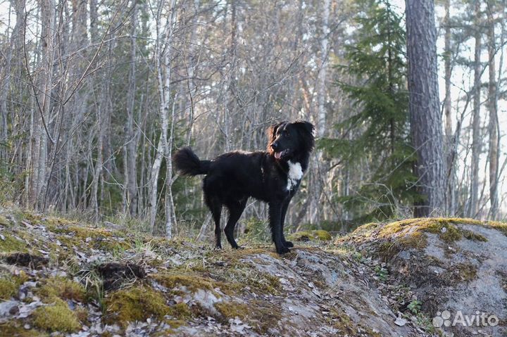 Кинолог, специалист по работе со страхами