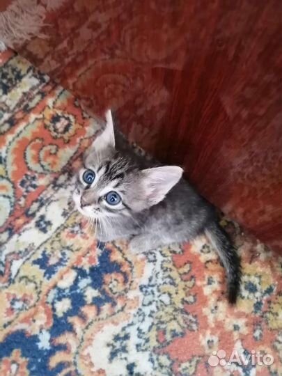 Котята в добрые руки бесплатно