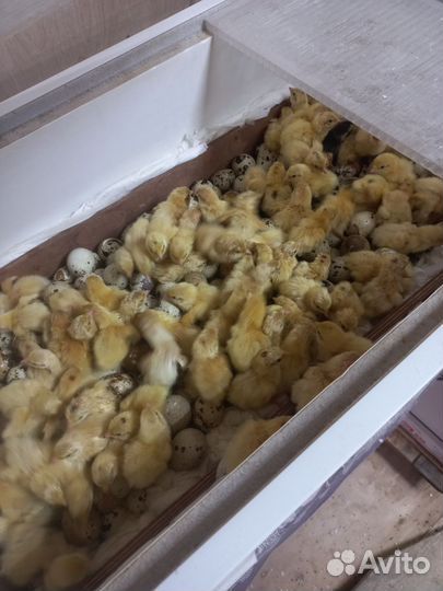 Перепела белый гигант