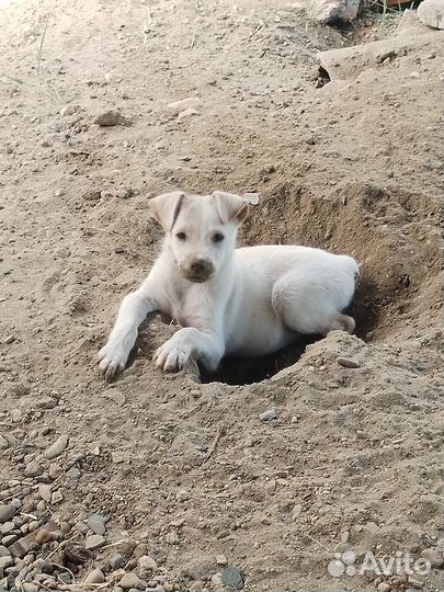 Собака в добрые руки отдам