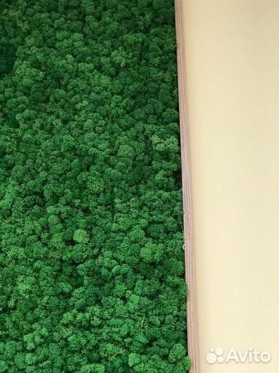 Стабилизированный мох 1 кг от производителя