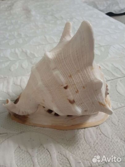 Раковина морская