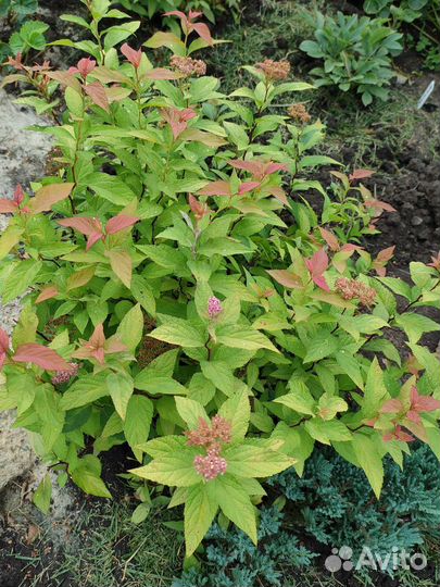 Пион травянистый, многолетники