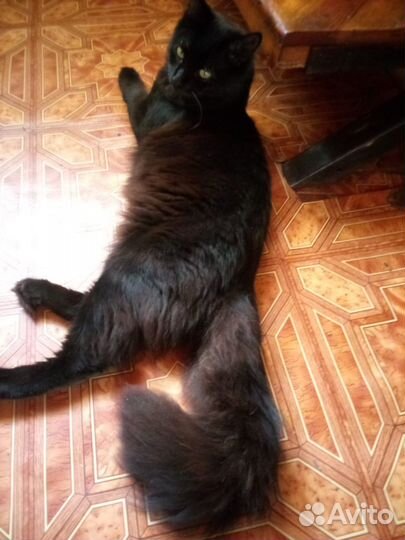 Черные котята девочки будущие черные кошки