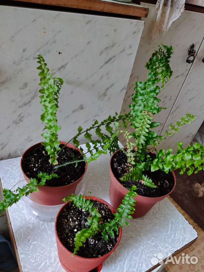 Папоротник