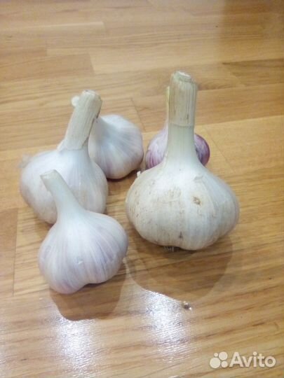 Чеснок зимний