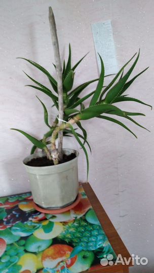 Алоэ 3х летнее лечебное