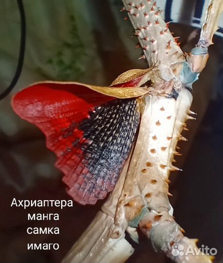 Разные виды палочников