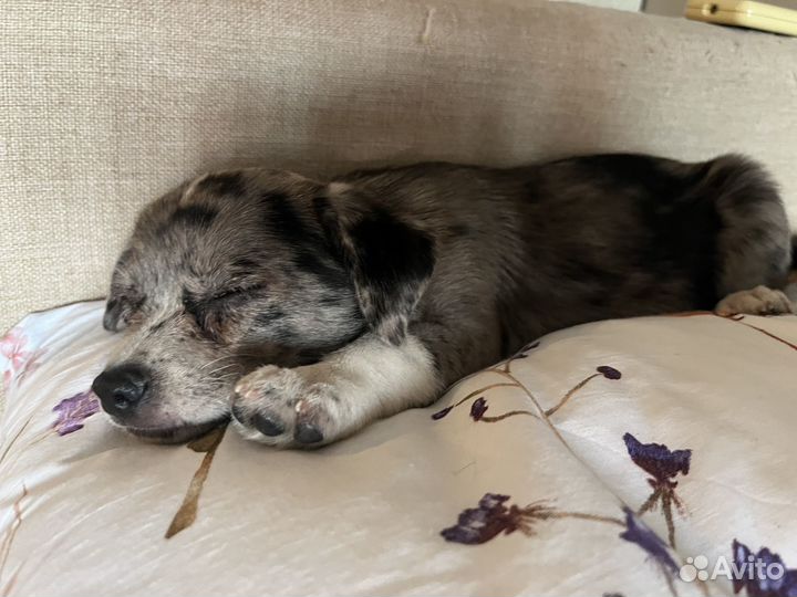 Щенок мальчик помчи