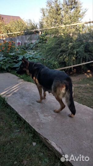 Щенки немецкой овчарки