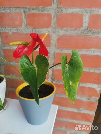 Комнатные цветы антуриум