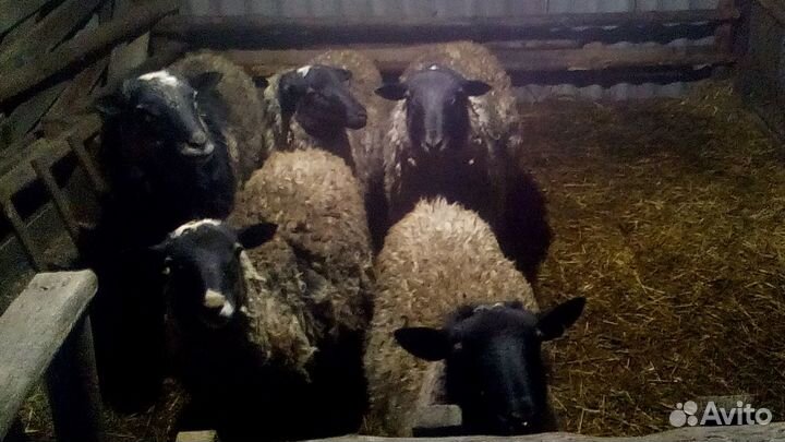 Овцы, бараны, козы