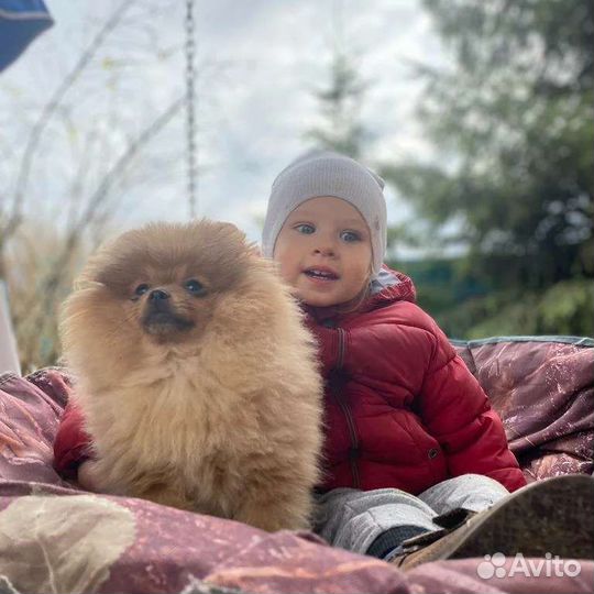 Собаки для фотосессии (хаски, Берн, шпиц,овчарка)