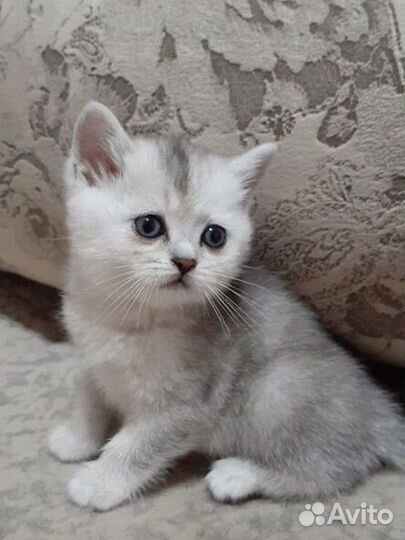 Британские котята