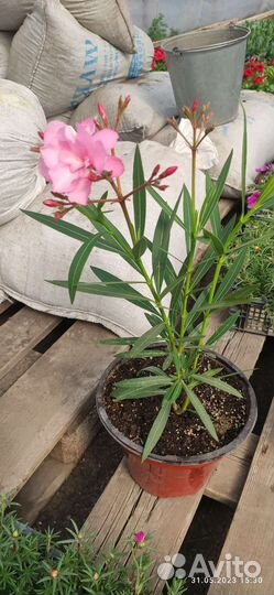 Олеандр махровый розовый и просто розовый