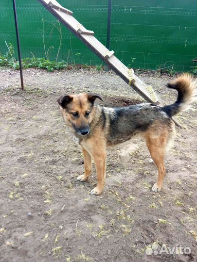 Метис овчарки Ася в поисках мампап