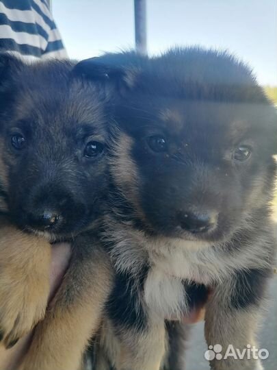 Собака в добрые руки отдам бесплатно