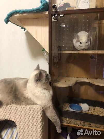 Передержка животных на дому