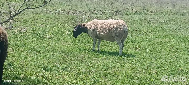 Овца дорпер