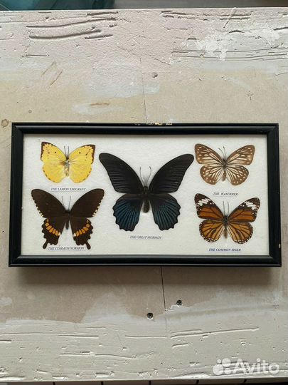 Бабочки в рамках