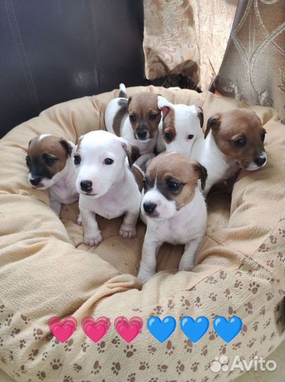 Джек Рассел терьер