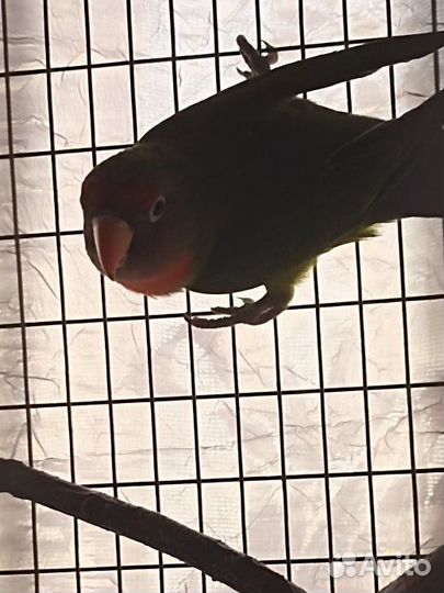 Попугай неразлучники с клеткой