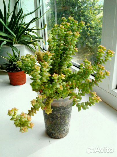 Комнатные цветы разные